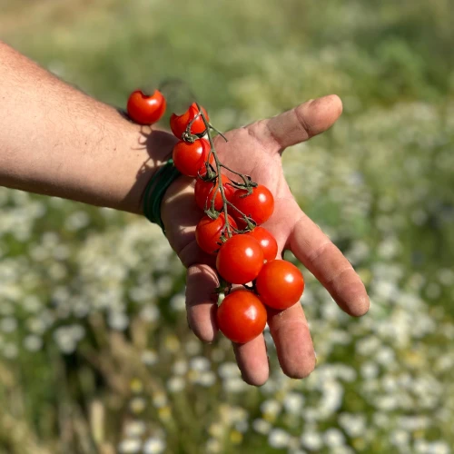 Tomate cherry