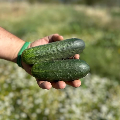 Pepino corto