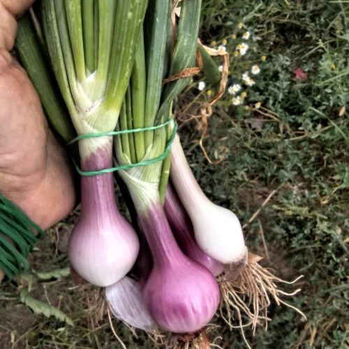 Cebolla fresca / Recia