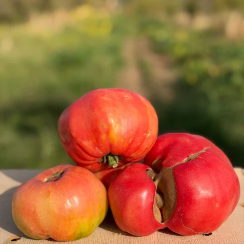 Tomate rosa