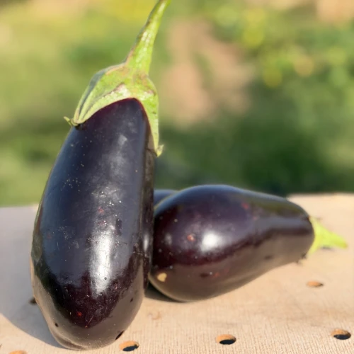 Berenjena Negra