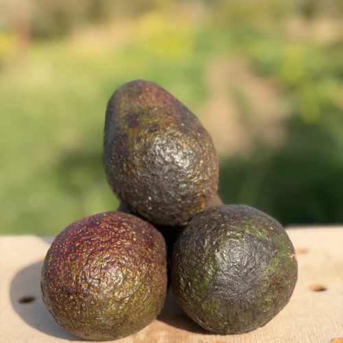 Aguacate PL
