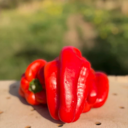 Pimiento rojo de asar