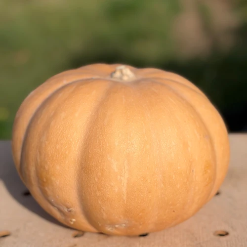 Calabaza Redonda