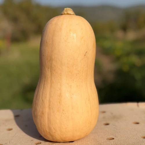 Calabaza Cacahuete
