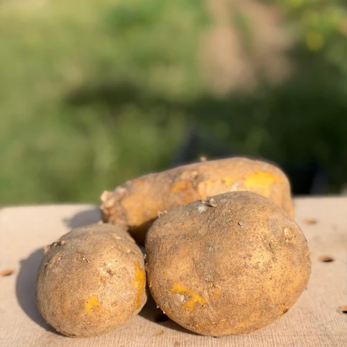Patata Agria