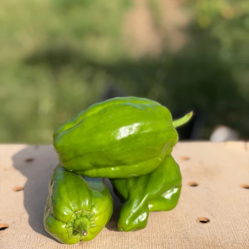 Pimientos tipo Padrón