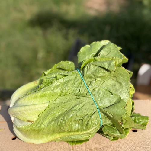 Lechuga romana