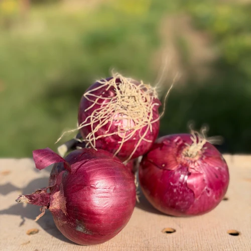 Cebolla morada / Ajetes