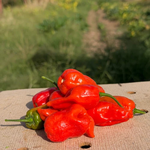 Pimiento Habanero