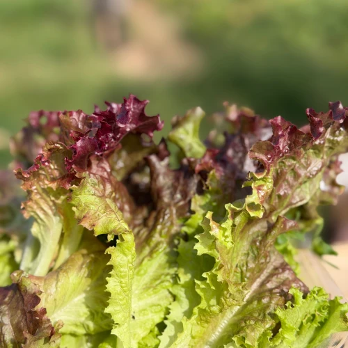 Mezcla lechuga