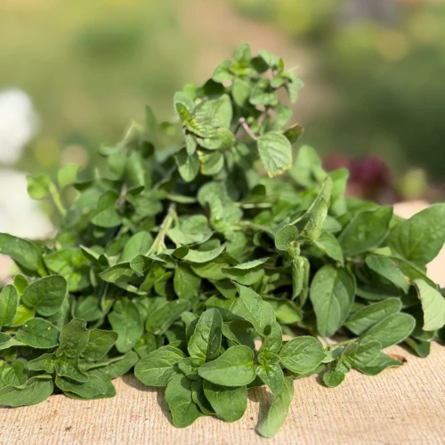 Oregano fresco