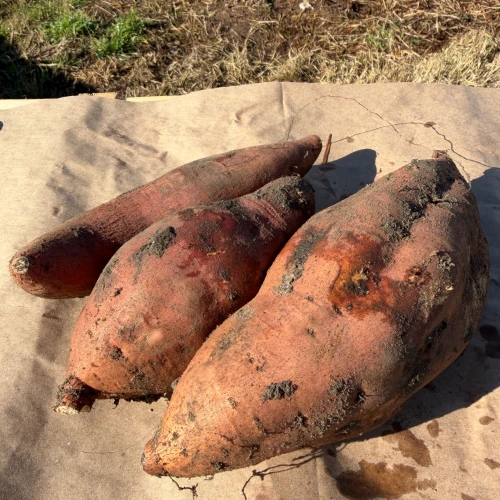 Batata
