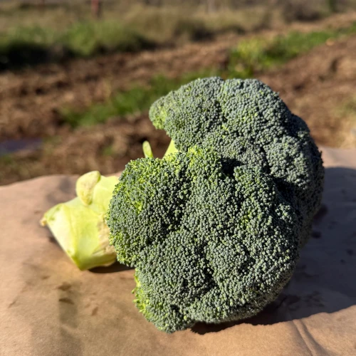 Brocoli