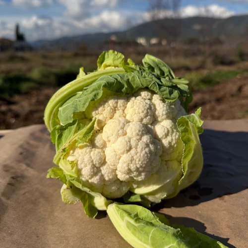 Coliflor