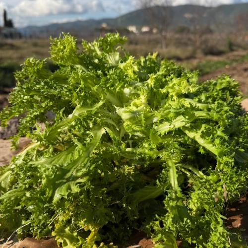 Escarola