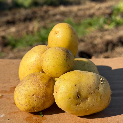 Mini potatoes