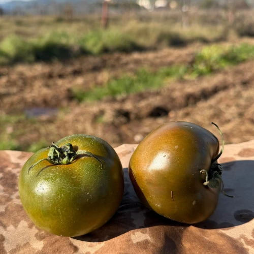 Organic black tomato
