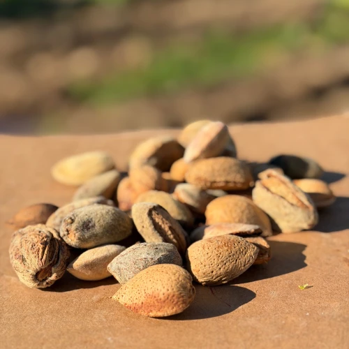 Almendra cáscara