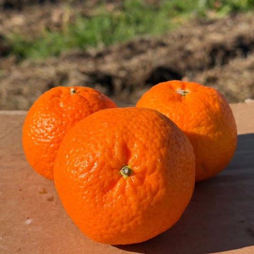 Mandarina