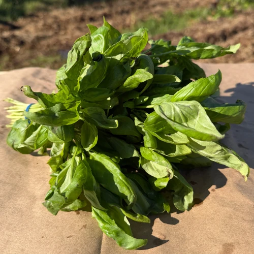 Espinaca